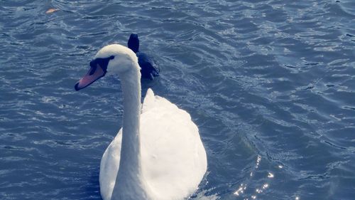 Swan swimming in lake