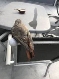 Close-up of bird perching on table