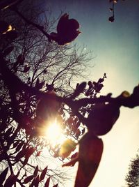 Low angle view of silhouette trees against blue sky