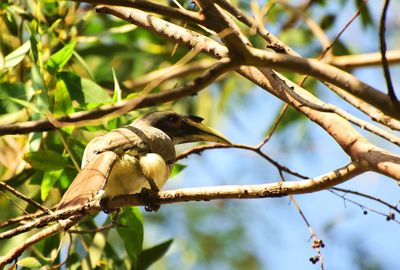 Low angle view of bird perching on branch