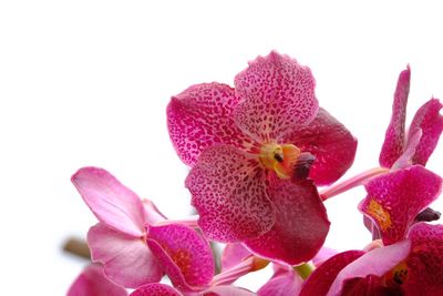 Close-up of pink flowers against white background