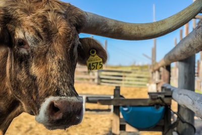 Close-up of cow