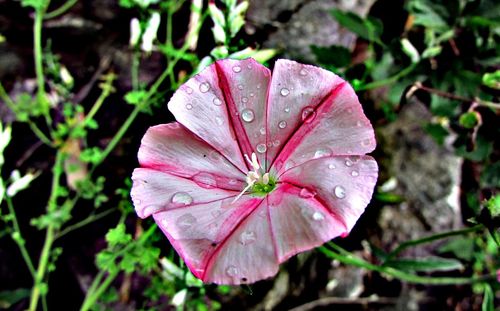 Close-up of water drops on flower