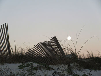 Grass against clear sky during winter