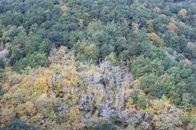 Plants growing on tree