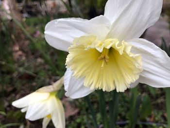 Close-up of white flower blooming outdoors