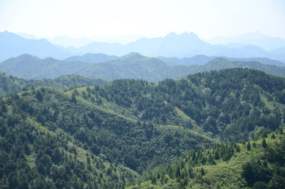 High angle view of forest