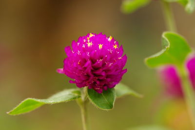 Close-up of pink flower