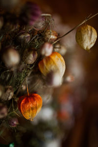 Close-up of berries growing on plant