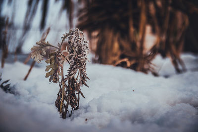 Close-up of snow on tree during winter