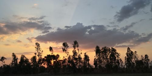 Silhouette trees on field against sky during sunset