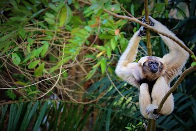 View of monkey on tree