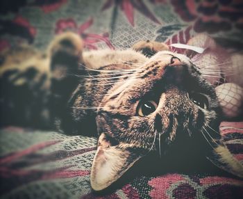 Close-up of cat resting