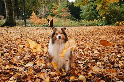 Dog sitting on ground during autumn, leaves falling