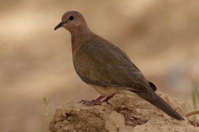 Close-up of eurasian collared dove perching