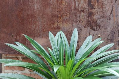 Close-up of plant