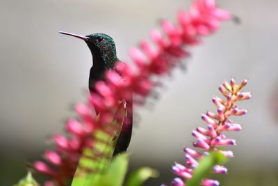 Close-up of insect on pink flower