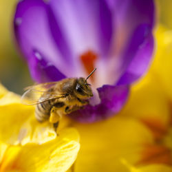 Close-up of bee pollinating on flower