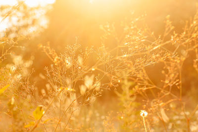 Close-up of plants growing on field during sunset