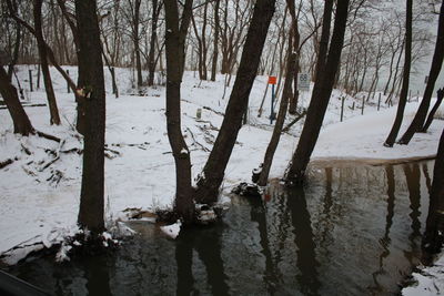 Trees in forest during winter