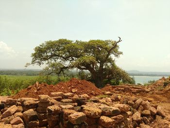 Trees on landscape against sky