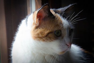 Close-up of cat