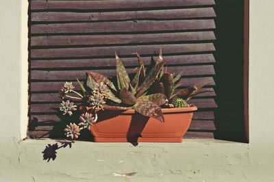 Close-up of potted cactus plant against window