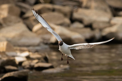 Spotting a seagull in flight at the lake of constance in altenrhein in switzerland 28.4.2021