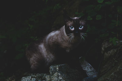 Portrait of cat sitting on rock