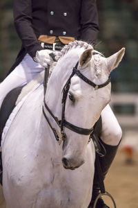 Low section of jockey riding white horse