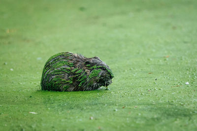 Muskrat in a very green pond