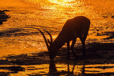 Horse standing on field during sunset