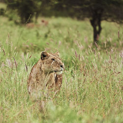 Close-up of a cat on field