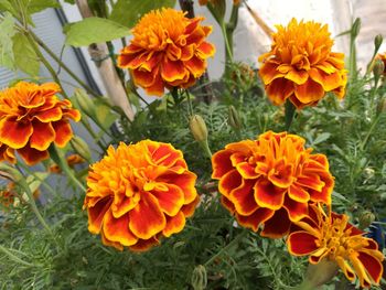 High angle view of marigold flowers blooming outdoors