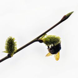 Close-up of yellow flowering plant against white background