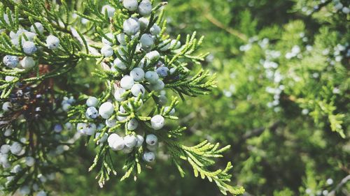 Close-up of flowers on tree