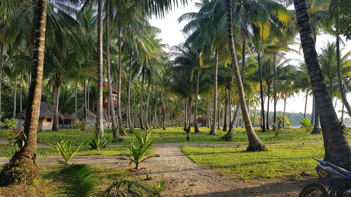 Panoramic shot of palm trees on field