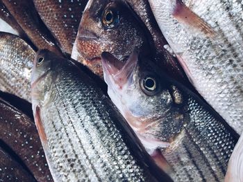 High angle view of fish for sale in market