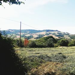 Scenic view of field against clear sky