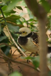 Close-up of bird perching on branch