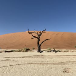 Dead tree on desert against clear sky