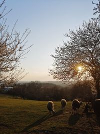 Scenic view of field against sky during sunset