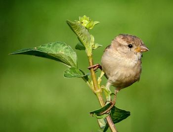 Close-up of bird perching on plant