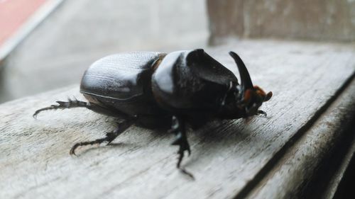 Close-up of insect on table