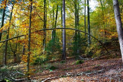 Trees in forest during autumn