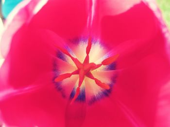 Close-up of red flower