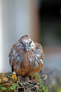 Close-up of a bird