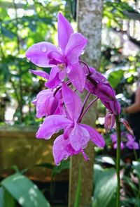 Close-up of pink flowering plant