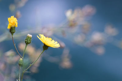 Close-up of yellow flowering plant against sky