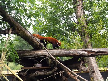 View of monkey on tree in forest